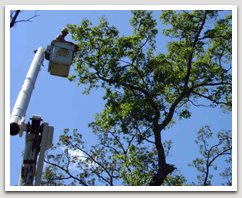 Tree Limb Removal